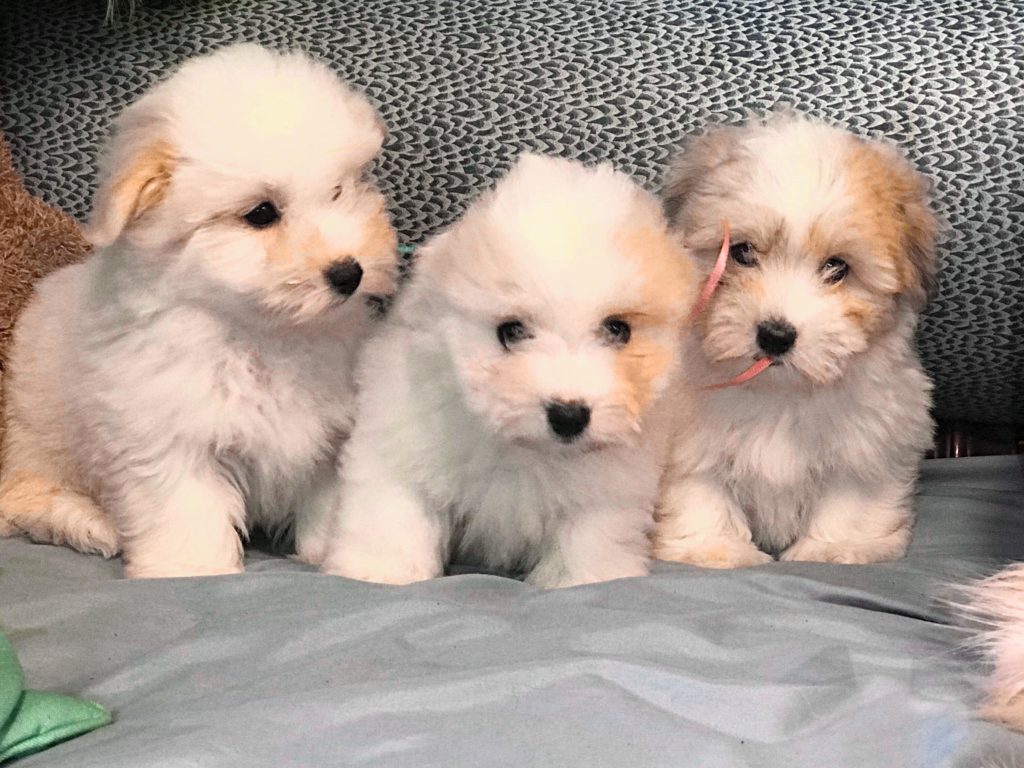 Coton de Tulear Puppies • Blue Ridge Pups